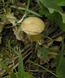 Xerula radicata image