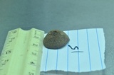 Panaeolus olivaceus image
