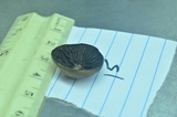 Panaeolus olivaceus image