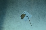 Panaeolus acidus image
