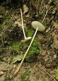 Xerula radicata image