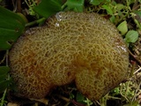 Auricularia delicata image