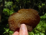 Auricularia delicata image