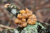 Tremella encephala image