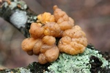 Tremella encephala image