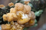 Tremella encephala image