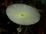 Leucocoprinus fragilissimus image