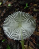 Leucocoprinus fragilissimus image