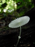 Leucocoprinus fragilissimus image