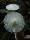 Leucocoprinus fragilissimus image