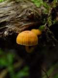 Rickenella fibula image