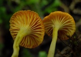 Rickenella fibula image