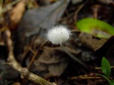 Spinellus fusiger image
