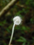 Spinellus fusiger image