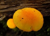 Cyptotrama asprata image