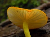 Cyptotrama asprata image