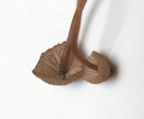 Mycena sanguinolenta image