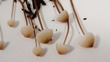 Mycena galopus var. galopus image