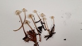 Mycena galopus var. galopus image