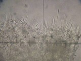 Pluteus insidiosus image