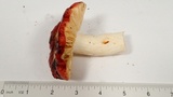 Russula olivacea image