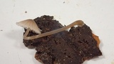 Mycena alcaliniformis image