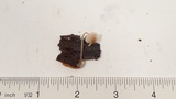 Mycena alcaliniformis image