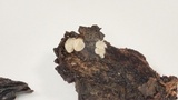 Clitopilus hobsonii image