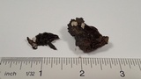 Clitopilus hobsonii image