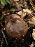 Geastrum triplex image