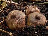 Geastrum triplex image
