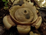 Geastrum triplex image