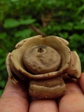 Geastrum triplex image