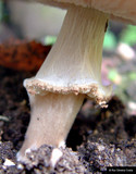 Echinoderma asperum image