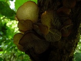 Auricularia delicata image
