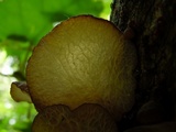 Auricularia delicata image