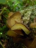 Auricularia delicata image