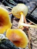 Xeromphalina tenuipes image