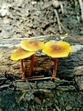 Xeromphalina tenuipes image