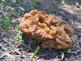 Gyromitra montana image