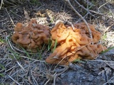 Gyromitra montana image