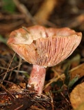 Lactarius subpurpureus image