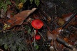 Hygrocybe firma image