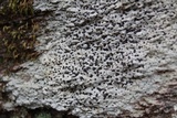 Porpidia albocaerulescens var. albocaerulescens image