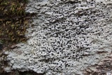 Porpidia albocaerulescens var. albocaerulescens image