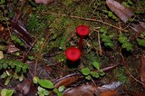 Hygrocybe firma image