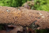 Hydnoporia olivacea image