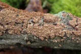 Hydnoporia olivacea image