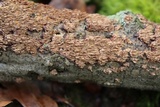 Hydnoporia olivacea image