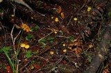 Hygrocybe julietae image